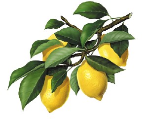 limon