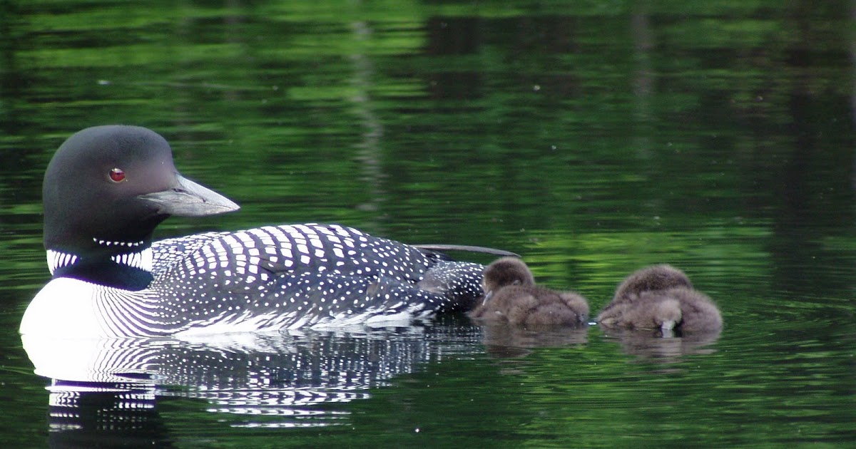 Maine Lakefront Club Common Loon Facts