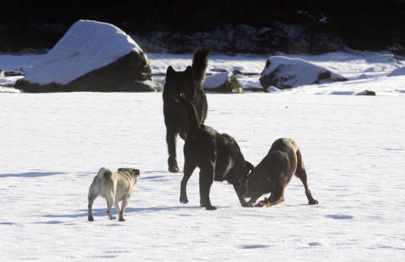 Jill Outside Juneau's pet wolf