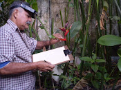 DESENHADO HELICONIA