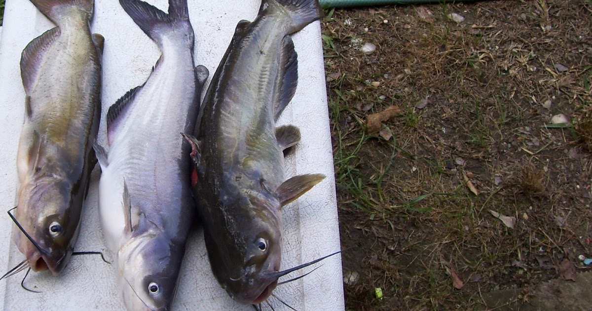 CATFISHING THE ALABAMA DELTA Catfishing on the Mobile River