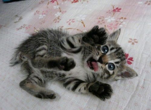 Cute_Kitten_Playing_Games.jpg