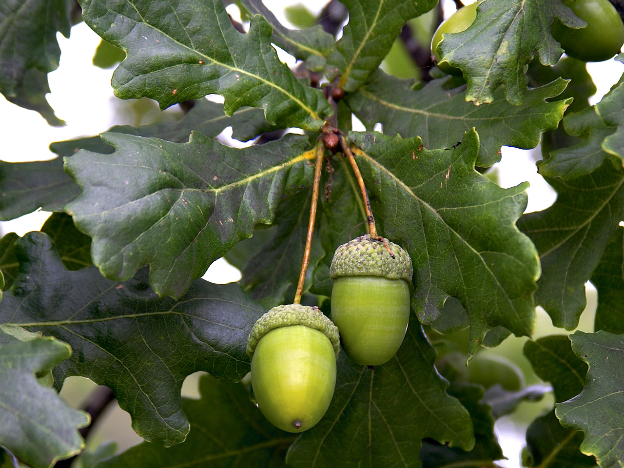 [acorn-leaf-oak.jpg]