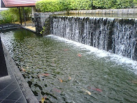 biological-larvicide-in-koi-ponds.jpg