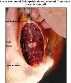Intravenous Koi Injections Intravenous Koi Injections