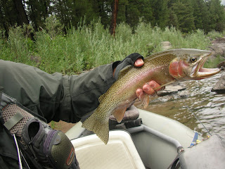 Mike Connell caught a beautiful Cuttbow Trout on the Blackfoot River