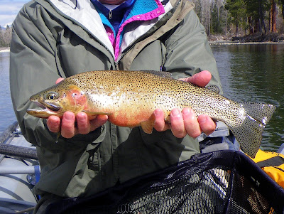 From San Diego to Montana – Quite an adjustment – The Bitteroot fished great!