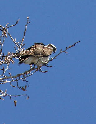 Osprey on the Bitterroot River