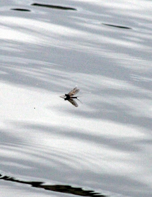 Bugs on the Bitterroot – Skwala and Mayfly photos