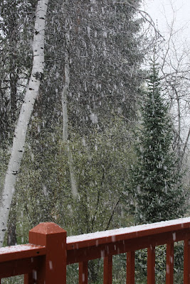 Snowing in Victor, MT May 12