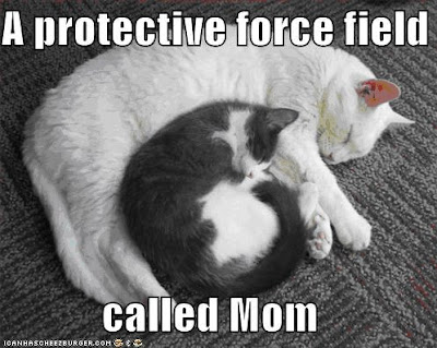 Glee Lolcat