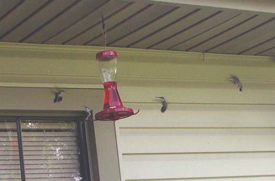 Hummingbirds at Feeder Hummingbirds