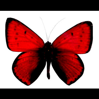 Red Butterfly fachry Butterflies Tattoos, Butterflies Design, Best Butterflies, Butterflies Tattoos, Butterfly Pictures, Butterflies Galleries, Free Butterfly Image, Personal Best Butterfly