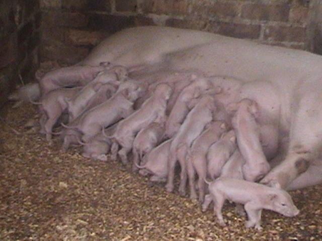 levante, cria y comercializacion de porcinos