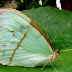 Borboleta Azulão-branco
