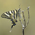 Borboleta Rabo-de-Andorinha
