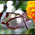 Borboleta transparente