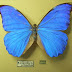 Morpho anaxibia