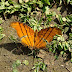 Marpesia petreus