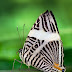 Colobura dirce