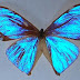 Morpho aega