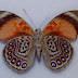 Agrias claudia claudina