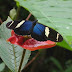 Heliconius sara apseudes