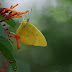 Phoebis philea