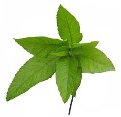 Halamang Gamot / Herbal Medicine