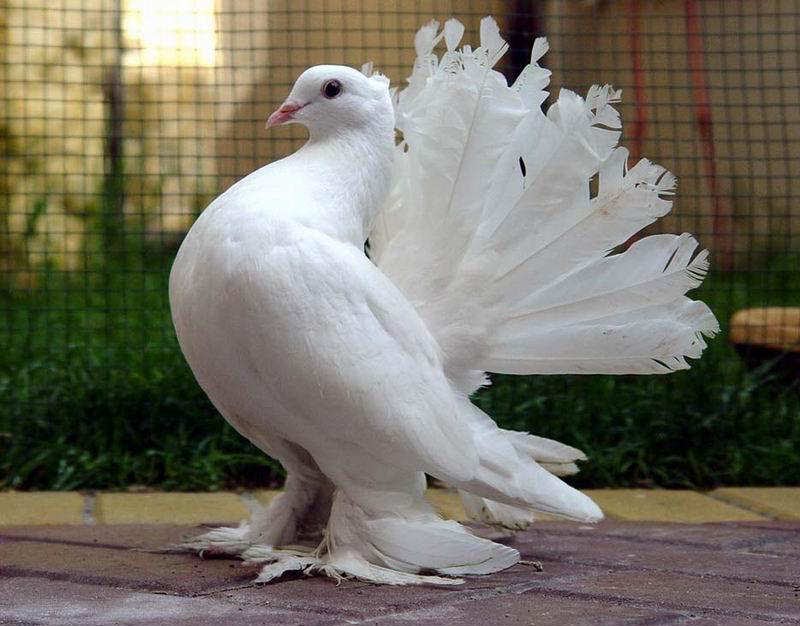 Fungugu Funny Pictures Beautiful White Pigeon (Bird)