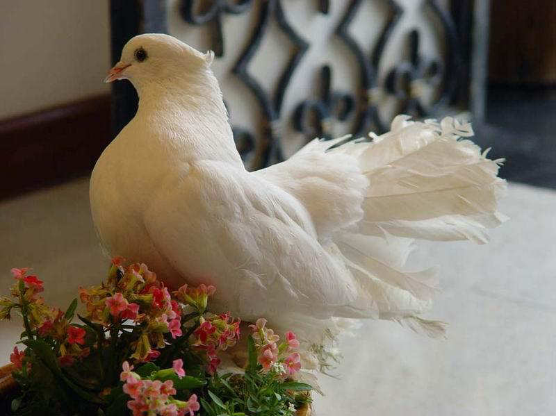 Fungugu Funny Pictures Beautiful White Pigeon (Bird)