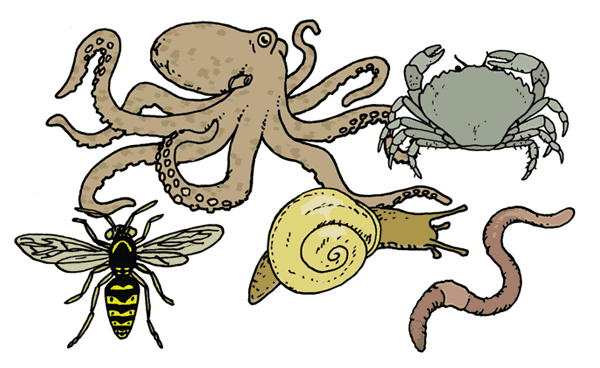 Invertebrates do not have