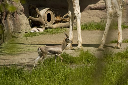 [giraffe+and+deer+blog+5586.jpg]