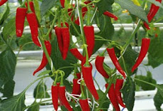 RED CHILLI