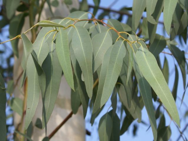 [eucalyptus_leaves-dsc00101.jpg]