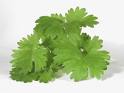 [cilantro.jpg]
