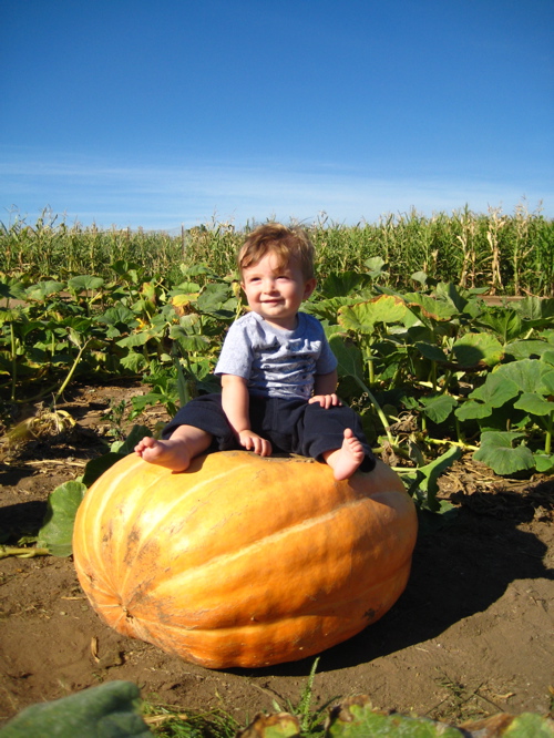 [pumpkin+patch.JPG]