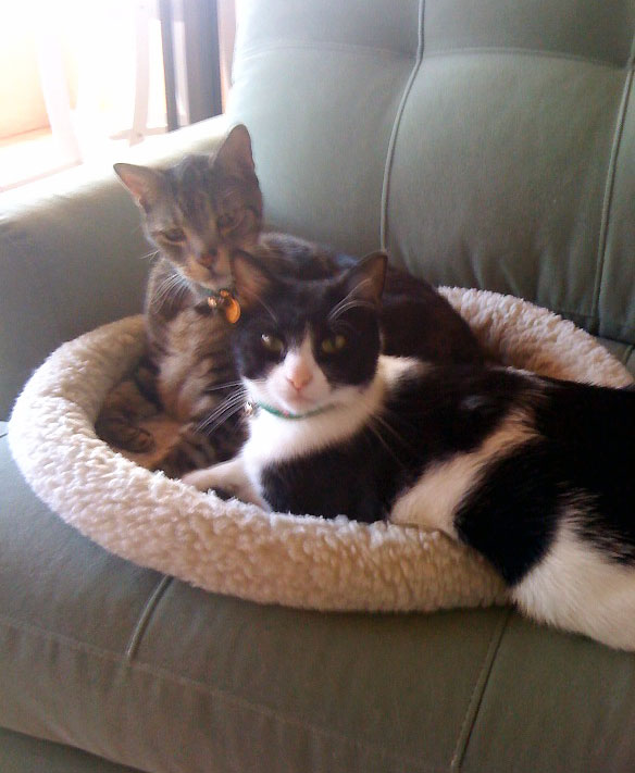 Your Daily Cute Two Cats Tuesday Sharing a Bed