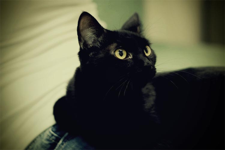 your daily cute black