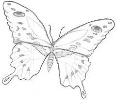 Sketch Butterflies