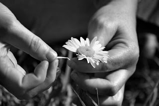he loves me he loves me not flower