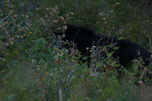 Young black bear in Yellowstone