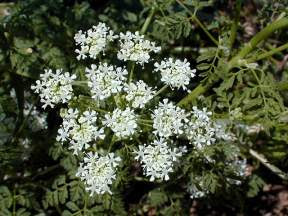 Cicuta Cicuta