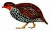 Udzungwa Forest-partridge