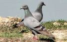 This was the first India Bird picture that came up on my search for photos, this does not bode well