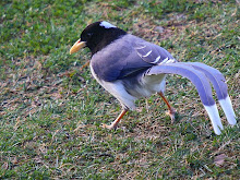 Yellow-billed Blue Magpie