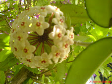 Conheço por Flor de Cera.