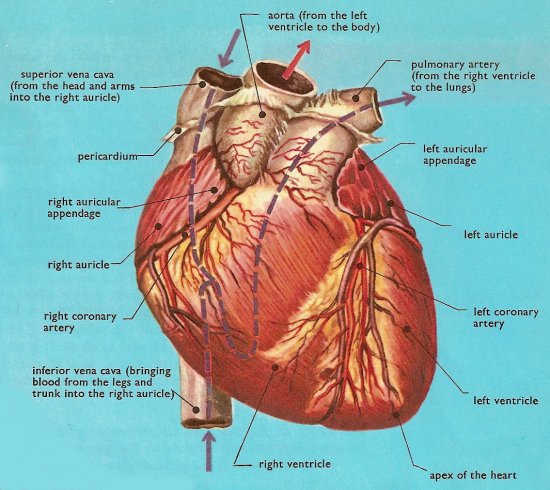 human heart tattoos. human heart diagram for kids.