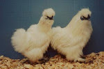 chicken Selasih