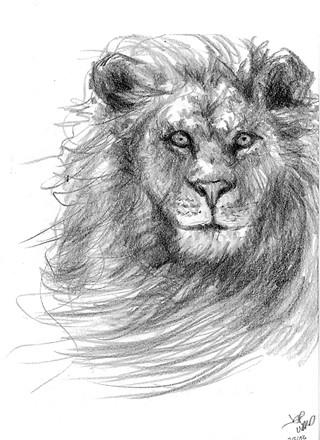 Sketches Of Lions